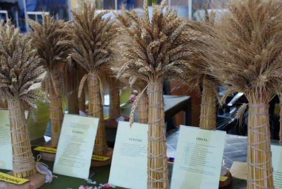 Богат избор на български сортове мека пшеница