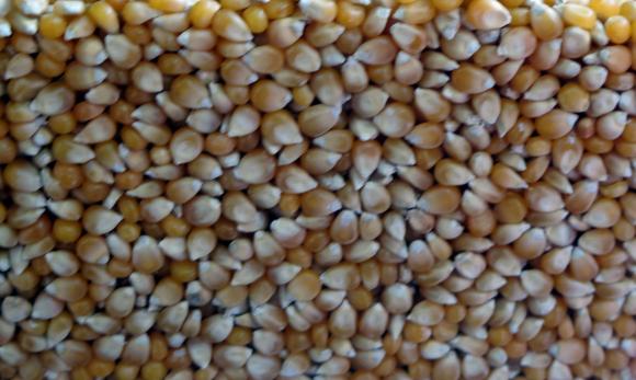 Oт 1 октомври ДФЗ приема документи за кредит за семена и торове
