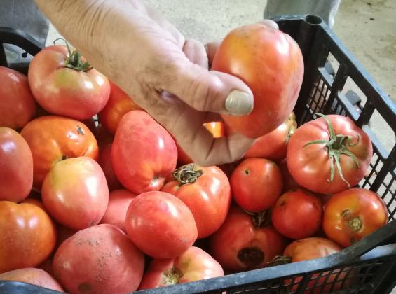 Инфлацията в Русия зависи от цените на доматите и краставиците
