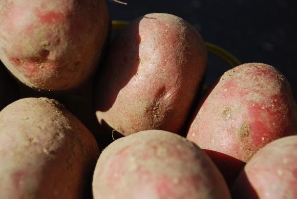 Тодор Джиков: Лошата година води до необичайно поскъпване при картофите