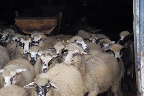 Над 14 000 овце се издавиха при корабокрушение в Черно море край Румъния