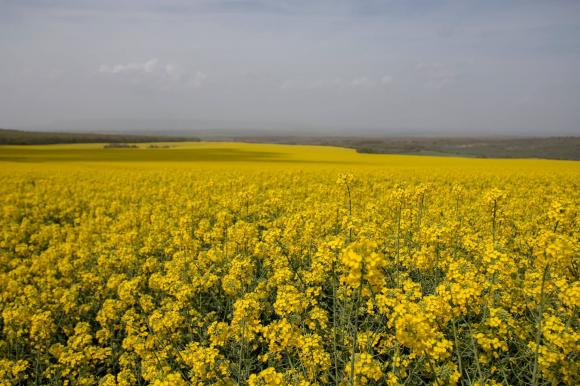 Неблагоприятни прогнози за производството на рапица в света и рекордна слънчогледова реколта