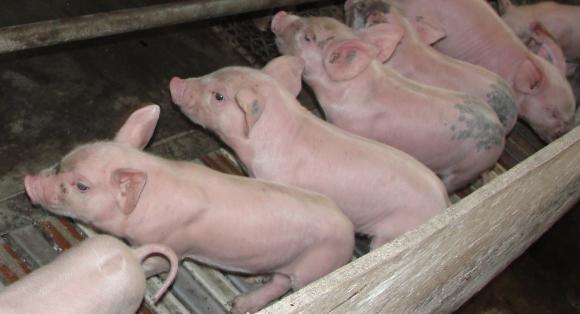 Коронавирусът увеличава опасенията за недостиг на работна ръка в свинефермите в САЩ
