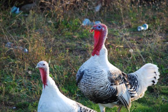 Британски фермери търсят българи да им гледат пуйките