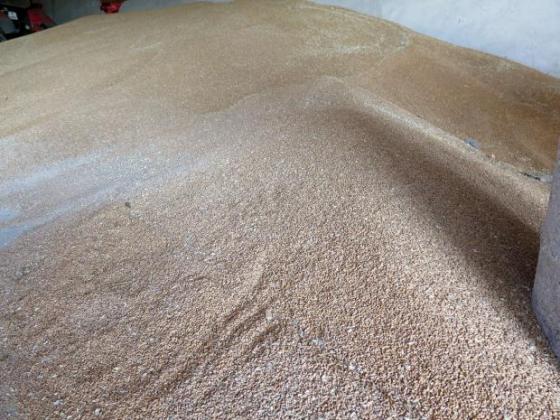 Китай подгрява световния пазар на зърно с изкупуване на запасите му