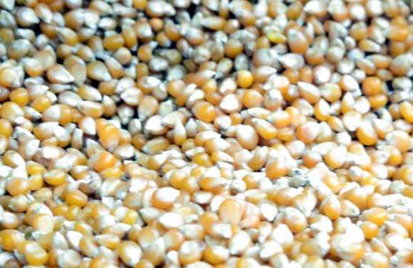 Аржентина изненадващо забрани износа на царевица до края на февруари