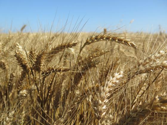 Двоен срив в износа на пшеница и нито грам експортирана рапица през новия сезон