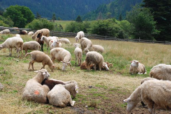 Схемите за обвързана подкрепа за овце, кози и биволи плюс държаваната помощ през 2021 г.