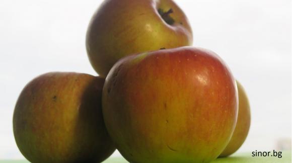 Как се прави ябълкова градина