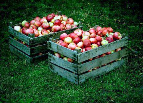 Сърбия активно измества Молдова от руския пазар на ябълки