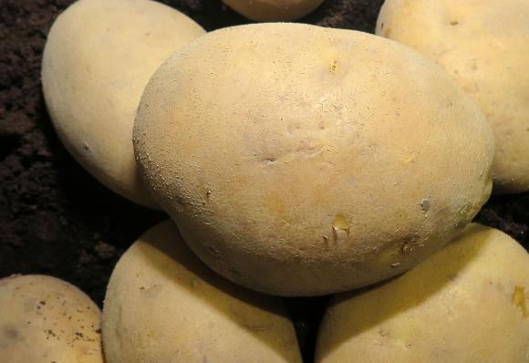Опита на Синджента срещу маната по картофите в дъждовни години