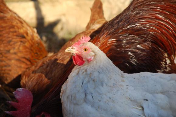 Откриха птичи грип във ферма за кокошки носачки в Хасковско