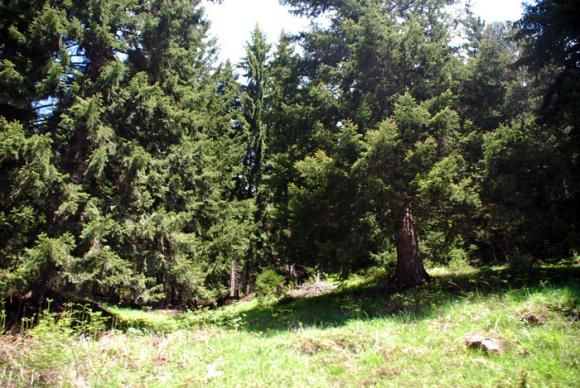 1124 заявления за закупуване на малки горски имоти са подадени в държавните горски предприятия