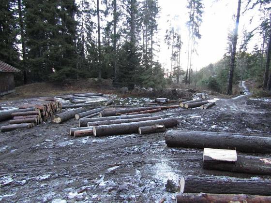 Бракониери отсекли 70 кубика строителна дървесина в общински гори в Пазарджишко