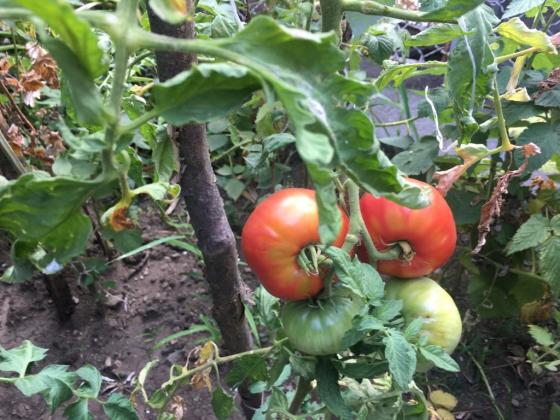 С 40 на сто по-малко площи с домати са засадени тази пролет