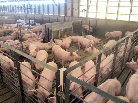 Поголовието от свине в Германия продължава да намалява