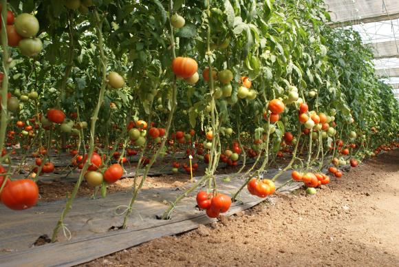 Случаите за прищипване на доматените връхчета