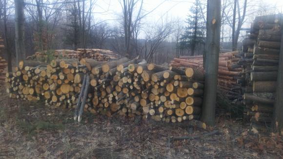 Съставиха 3 акта на собственик на склад за дървесина в Самоковско