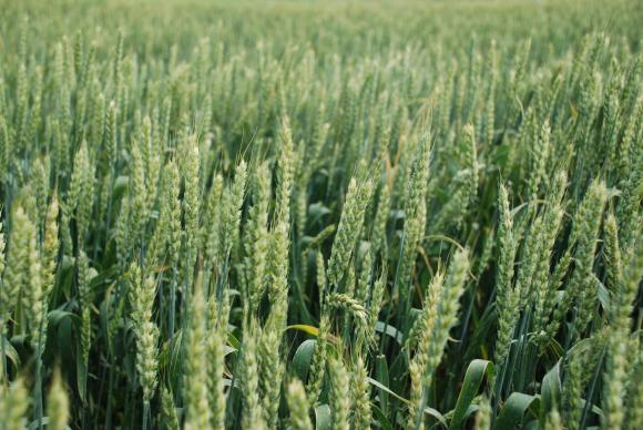Садовски сорт пшеница достигна рекорд от 1 062 килограма от декар