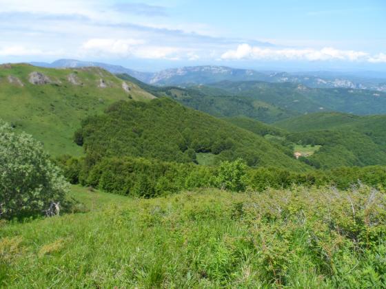 Златица е деветата община, която опазва старите си гори