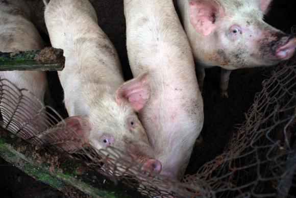 Ново огнище на чума по свинете, този път – в заден двор