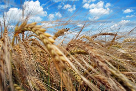 MARS с влошена прогноза за добива от мека пшеница в ЕС