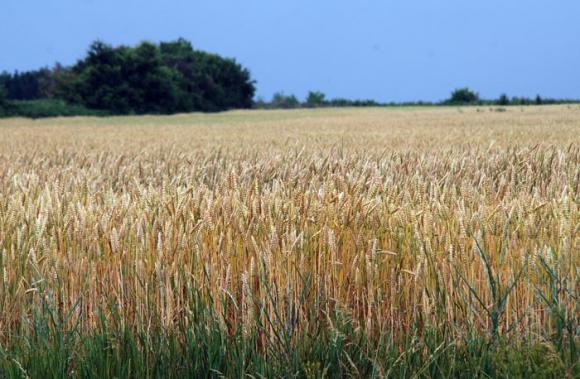 В Европа ще се проведат първите полеви изпитания на генетично модифицирана пшеница