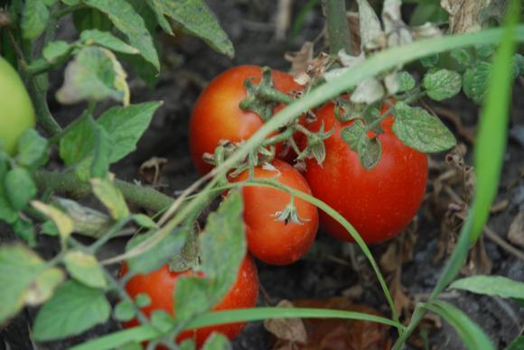 Свръхпроизводството срина цените на доматите и картофите в Индия
