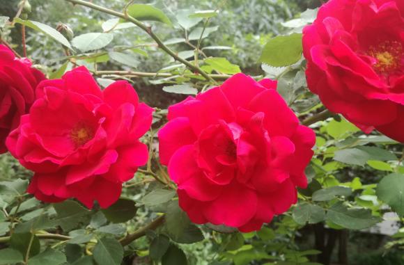 Хлорозата по розите се явява най-често наесен, как да действате 