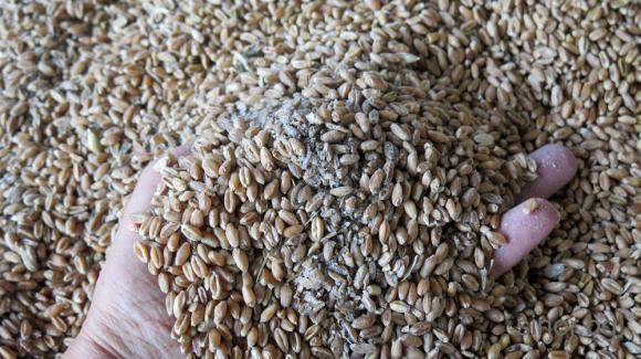 Обилните летни дъждове понижиха потенциала за износ на френската пшеница