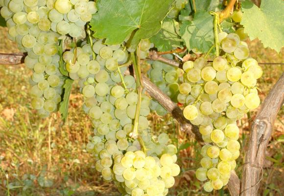 Турция увеличава износа на свежо десертно грозде