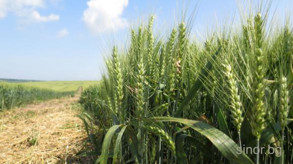 Реколтите от пшеница и ечемик в Украйна достигнаха рекордни нива