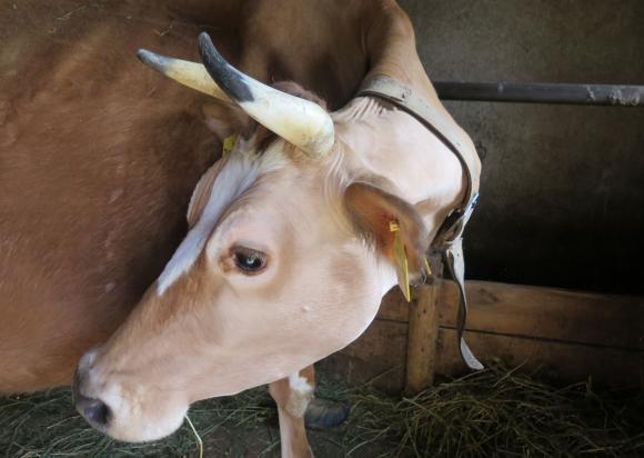 САРА предвижда спад в поголовието от млечни крави и овце през 2021