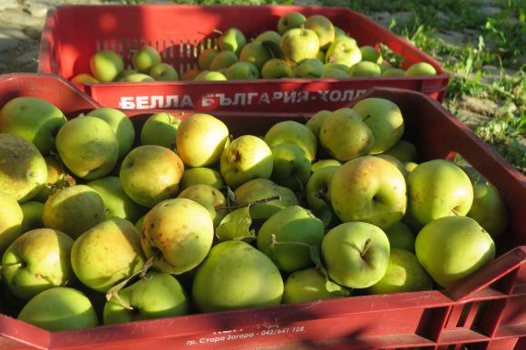 Ябълките от Войводина изчакват по-добри цени в складовете