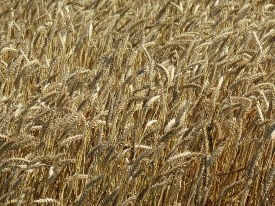 Големите купувачи усилено пазаруват европейска пшеница на последните търгове