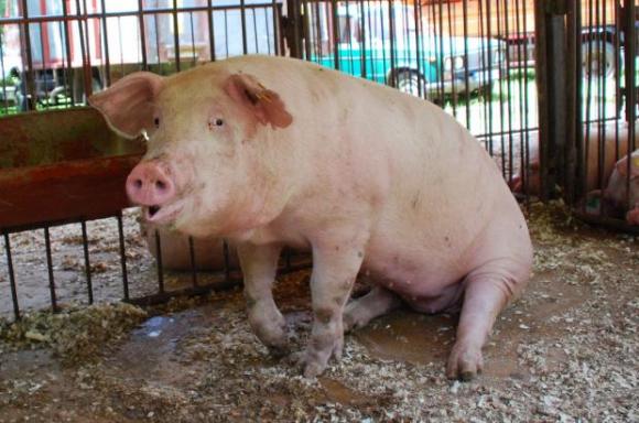 В Пловдивско е открито първото за есента огнище на африканска чума по свинете