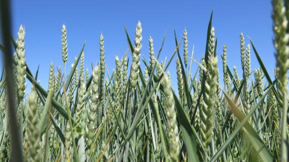 Цената на пшеницата на търга в Алжир отхвръкна над 380 долара за тон