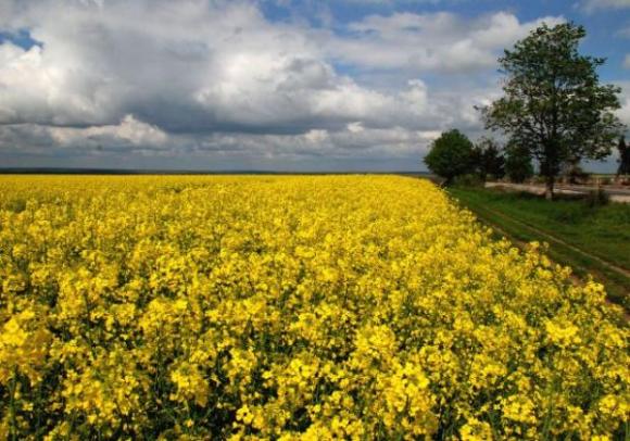 Британските фермери разшириха значително площите с рапица