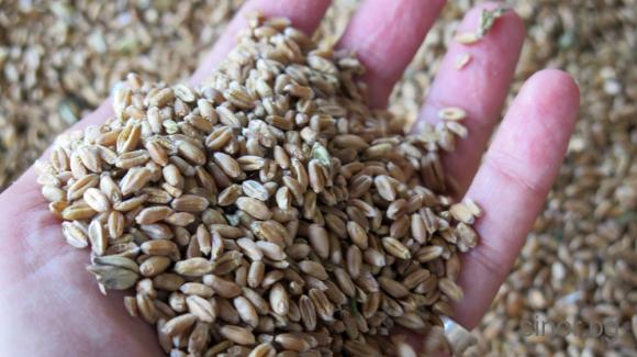 Турция напазарува близо 400 хил. тона пшеница чрез международен търг