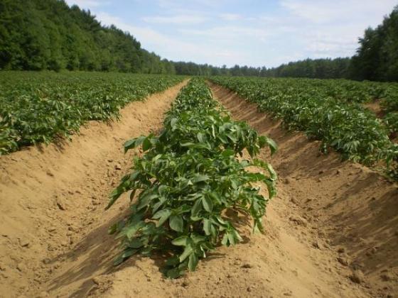 Прогнозират свиване на площите с картофи в северозападна Европа и през този сезон