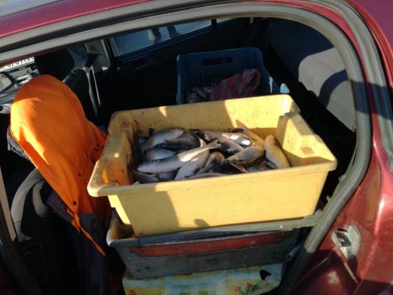 Иззеха автомобил за превоз без документи на прясна риба във Варна