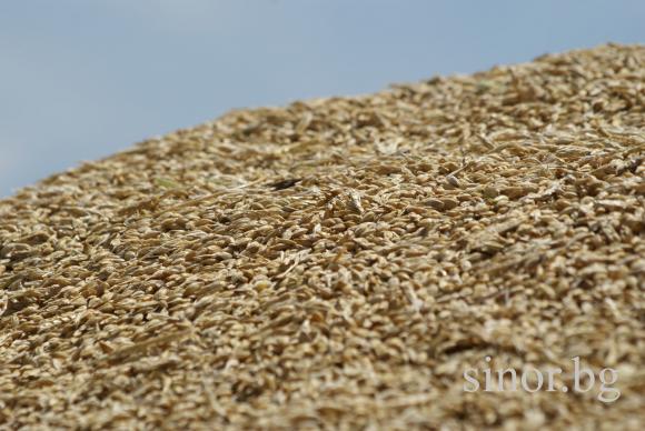 Египет напазарува рекордните 600 хил. тона черноморска пшеница при по-високи цени
