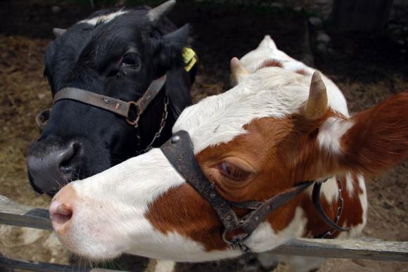 Нидерландия ускорява изкупуването на животновъдни ферми край зони в НАТУРА