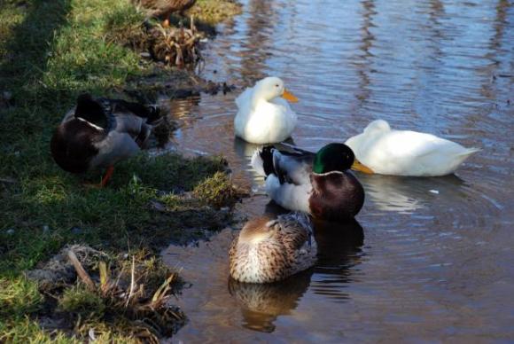 Огнище на птичи грип е открито при патици за гушене в област Стара Загора