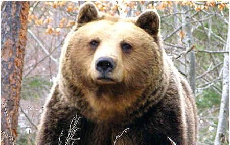 През годината са платени рекорден брой щети за поразии от кафява мечка