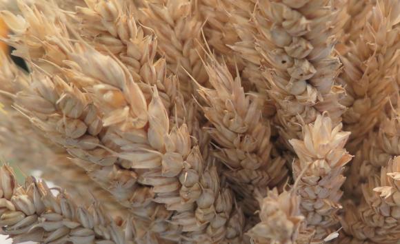 CAPA: Само за година брутната стойност от зърнени и маслодайни култури е скочила с над 55%