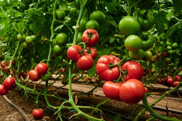Новият хибриден домат Малдуо преодолява вируса на бронзовостта