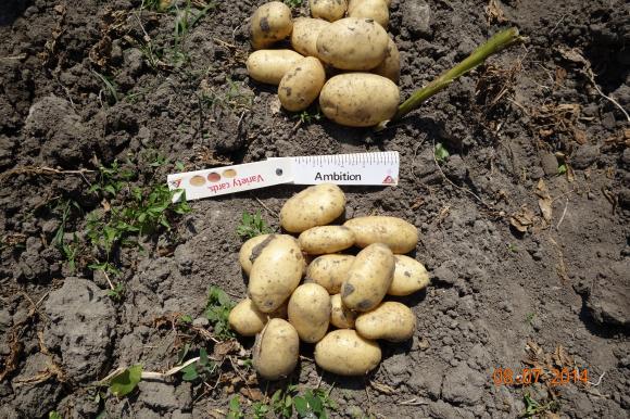 До 31 януари се доказват реализирани картофи, лук и чесън  