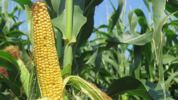 Китай подобри с апломб рекорда си във вноса на царевица