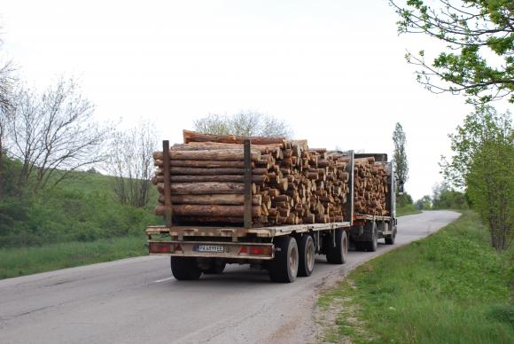 Цените на дървесината в Югозападна България се нормализират